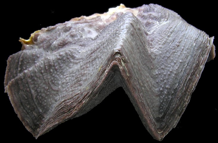 Lopha cristagalli (Linnaeus, 1758)