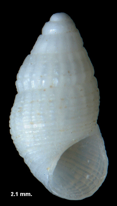 Lirobarleeia chiriquiensis (Olsson and McGinty, 1958)