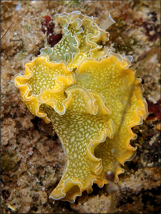 Elysia crispata Mrch, 1863 Lettuce Slug