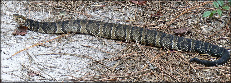 Florida Cottonmouth [Agkistrodon piscivorus conanti]