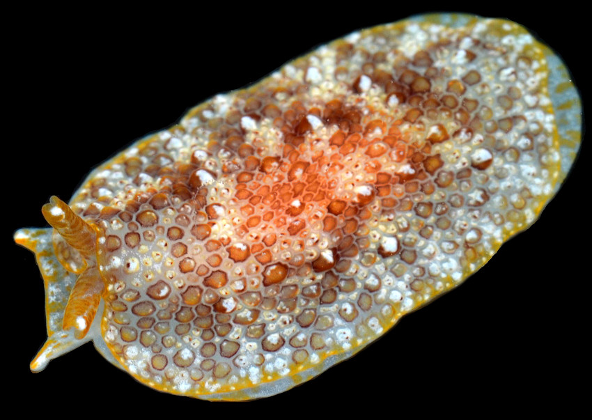 Pleurobranchus crossei Vaysirre, 1897