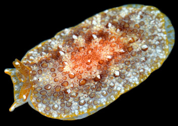 Pleurobranchus crossei Vaysirre, 1897