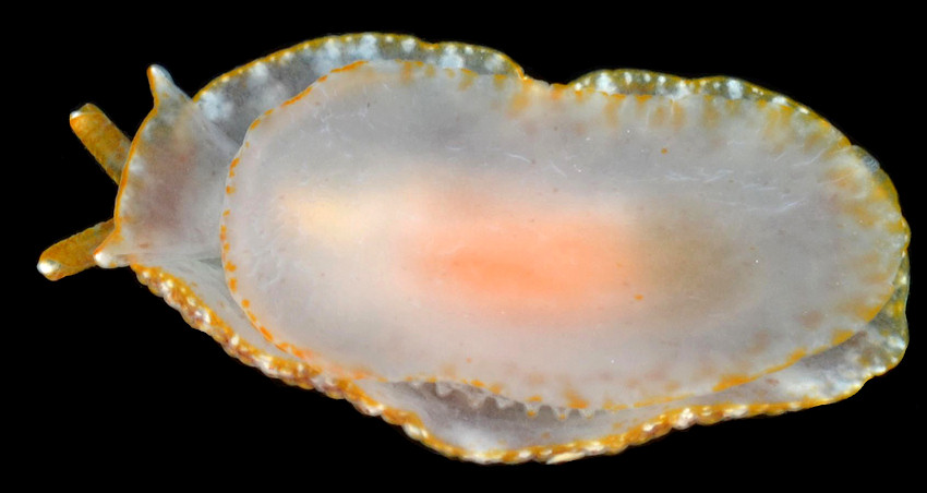 Pleurobranchus crossei Vaysirre, 1897