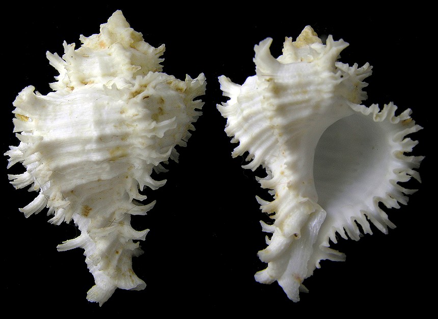 Hexaplex cichoreum (Gmelin, 1791)