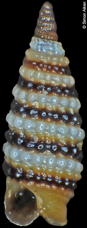 Mastonia cingulata (Pease, 1861)