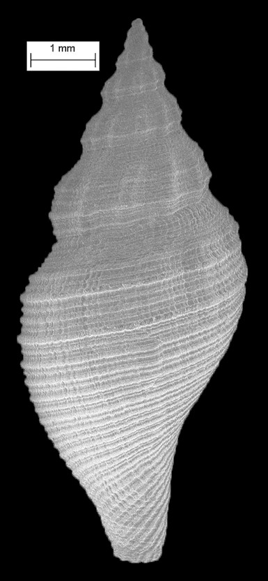 Eucyclotoma cingulata (Dall, 1890) Fossil Juvenile