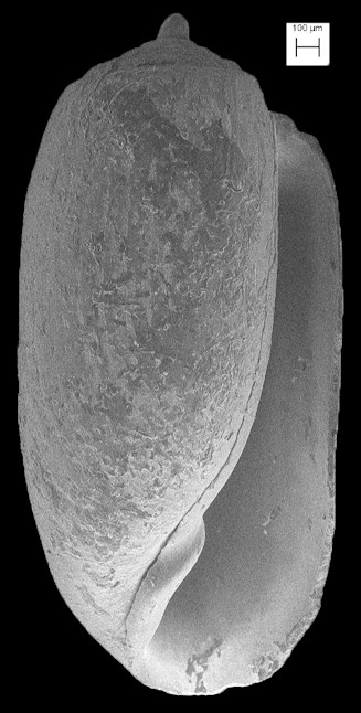 Acteocina canaliculata (Say, 1826) Channeled Barrel-bubble