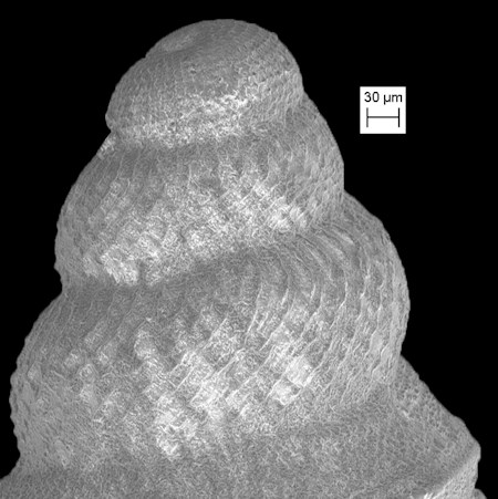 Eucyclotoma cingulata (Dall, 1890) Fossil Juvenile