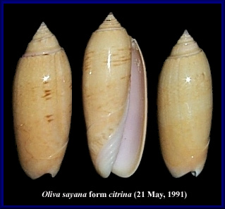 Oliva sayana form citrina