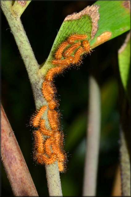 Atala [Eumaeus atala] Larva