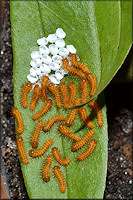 Atala [Eumaeus atala] Larva