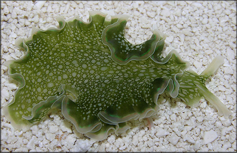 Elysia crispata Mrch, 1863 Lettuce Slug