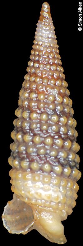 Mastonia aff. clavata (Pease, 1861)