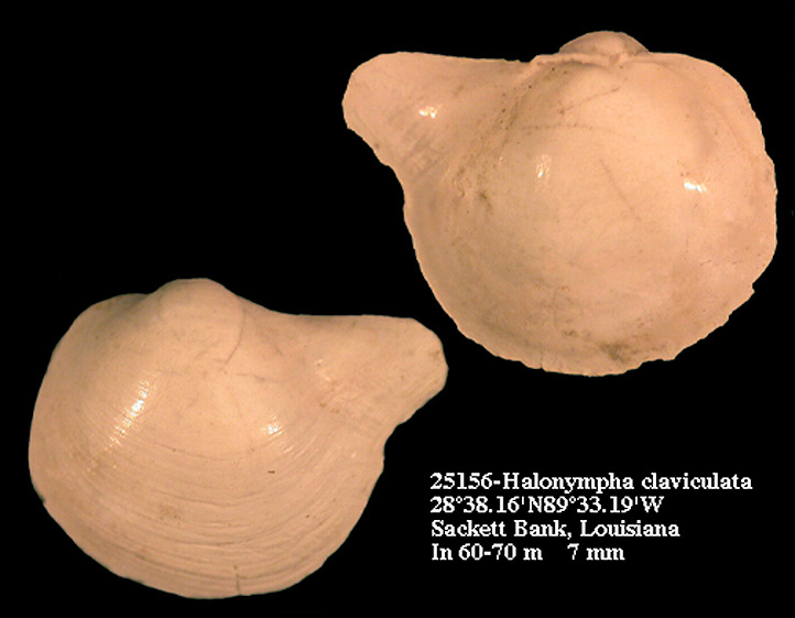 Halonympha claviculata (Dall, 1881)
