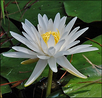 Fragrant Water Lily [Nymphaea odorata]