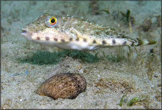 Sphoeroides spengleri (Bantail Puffer) Hovering Over Bulla occidentalis In Lake Worth Lagoon