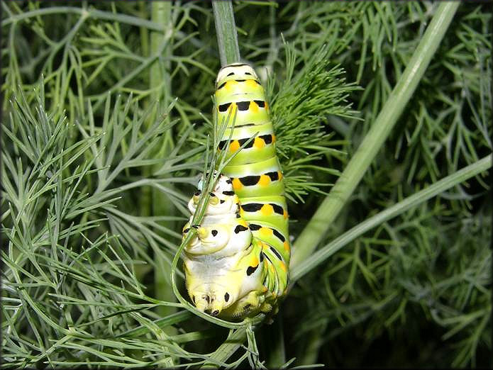 Black Swallowtail [Papilio polyxenes] Larva