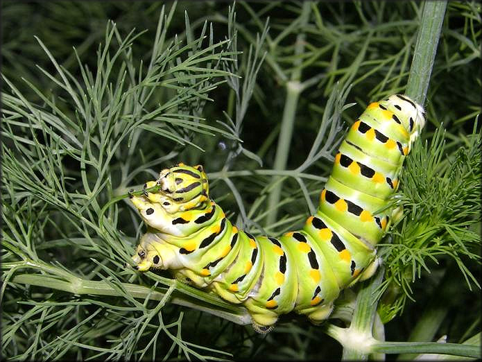 Black Swallowtail [Papilio polyxenes] Larva