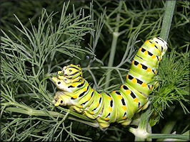 Black Swallowtail [Papilio polyxenes] Larva