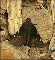 Southern Cloudywing [Thorybes bathyllus]