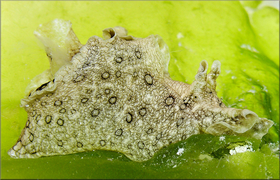 Aplysia dactylomela Rang, 1828 Spotted Seahare Juvenile