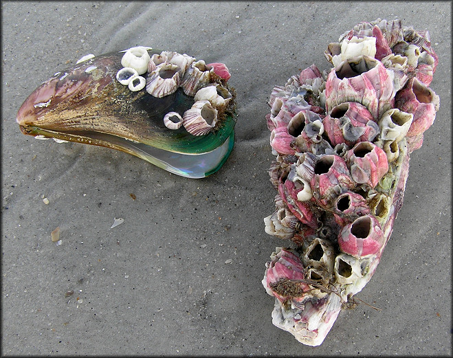 Megabalanus coccopoma Titan Acorn Barnacle