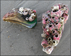 Megabalanus coccopoma Titan Acorn Barnacle