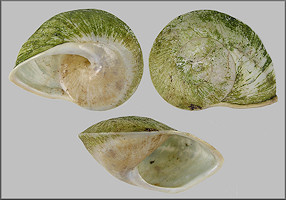 Parthena acutangula (Burrow, 1815)
