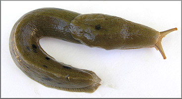 Ariolimax columbianus (Gould in A. Binney, 1851) Banana Slug