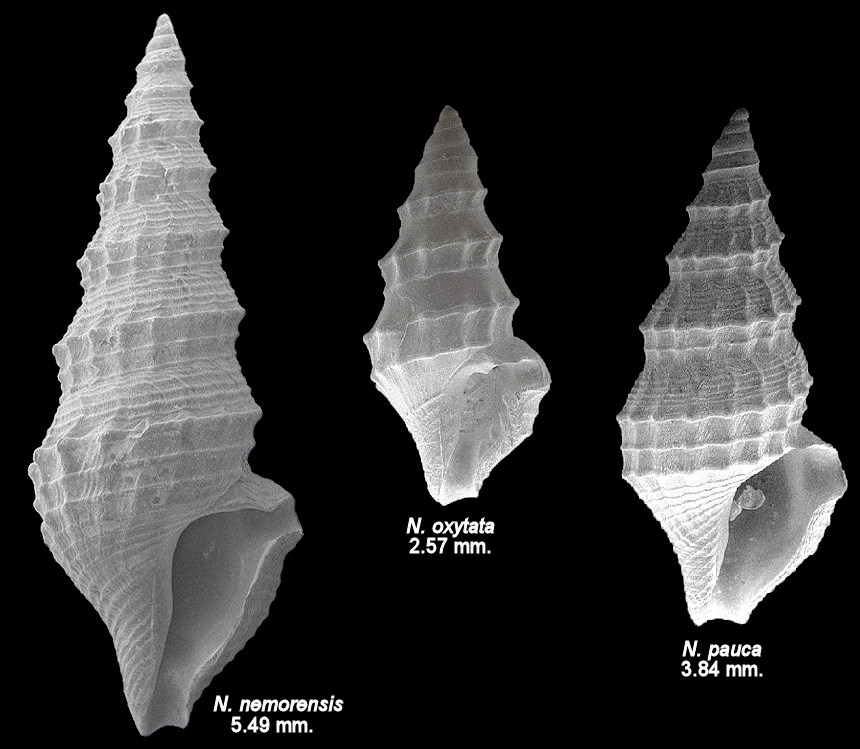 Comparison of Nannodiella nemorensis, N. oxytata and N. pauca