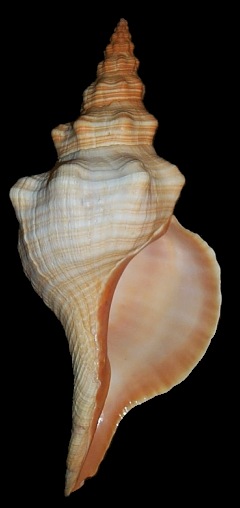 Triplofusus giganteus (Kiener, 1840)