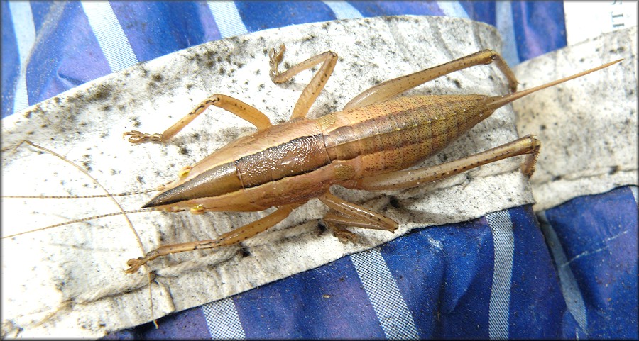 Palmetto Conehead [Belocephalus sabalis]