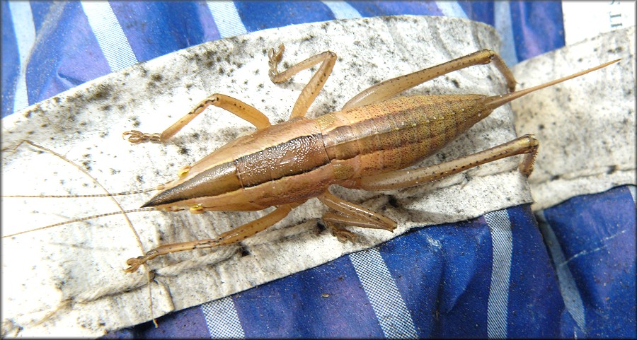 Palmetto Conehead [Belocephalus sabalis]