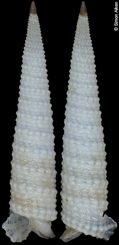 Euthymella concors (Hinds, 1843)