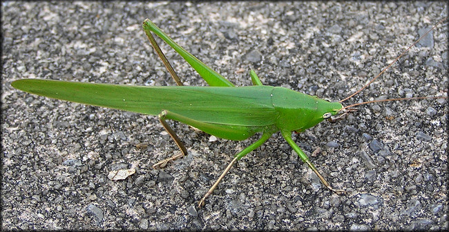 Conehead Katydid [Neoconocephalus species]