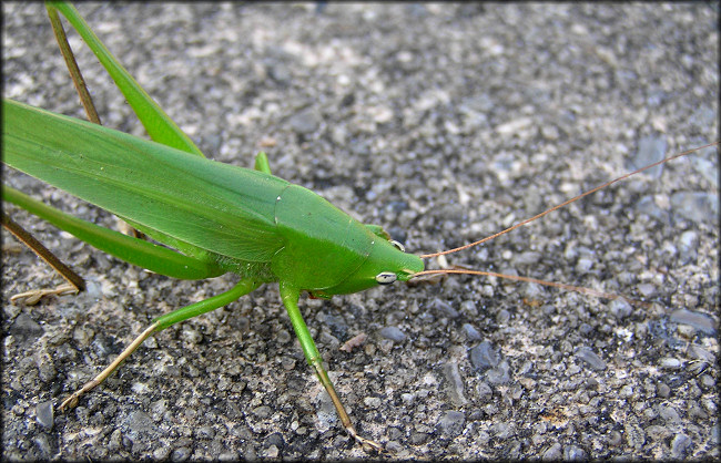 Conehead Katydid [Neoconocephalus species]