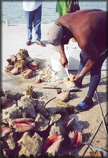Fisherman cleans the day's catch of  Lobatus gigas