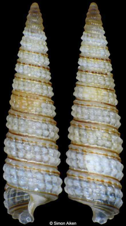 Coriophora iniqua (Laseron, 1958)