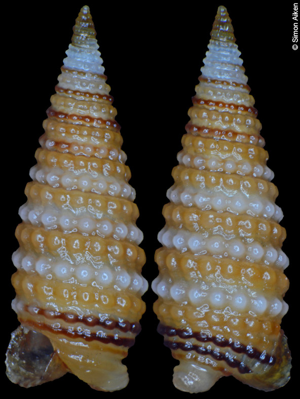 Coriophora ustulata (Hervier, 1897)