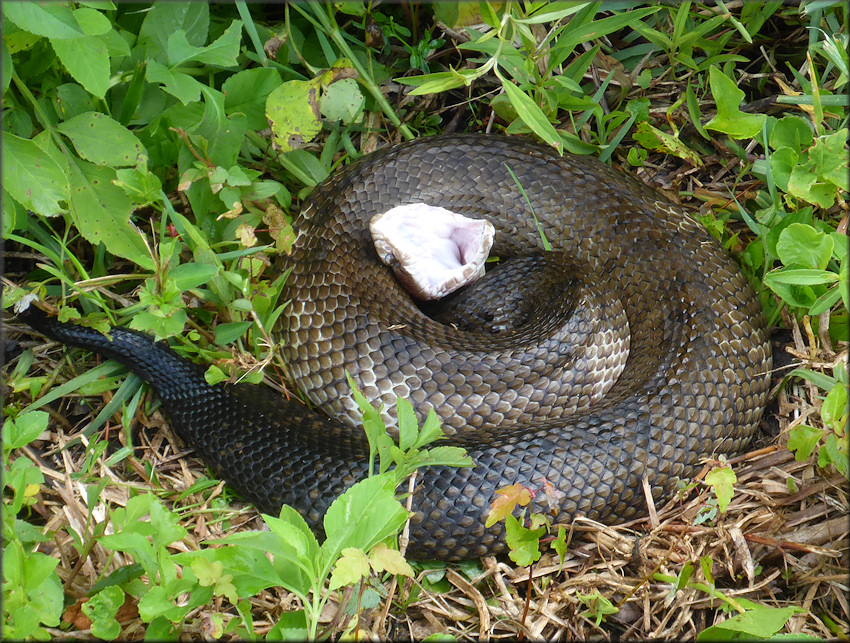 Florida Cottonmouth [Agkistrodon piscivorus conanti]