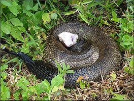 Florida Cottonmouth [Agkistrodon piscivorus conanti]