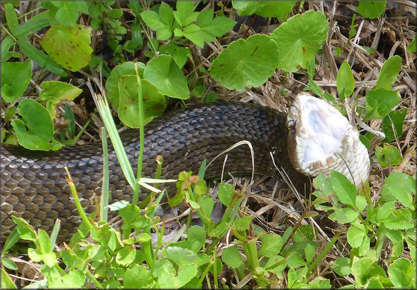 Florida Cottonmouth [Agkistrodon piscivorus conanti]