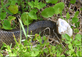 Florida Cottonmouth [Agkistrodon piscivorus conanti]