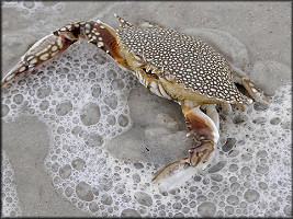 Arenaeus cribrarius | Speckled Crab