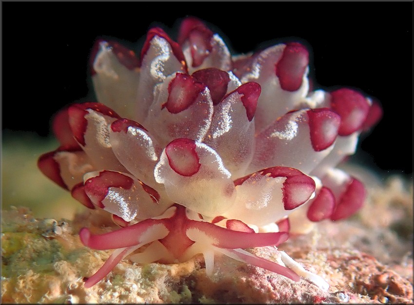 Cyerce cristallina (Trinchese, 1881) Harlequin Glass-slug