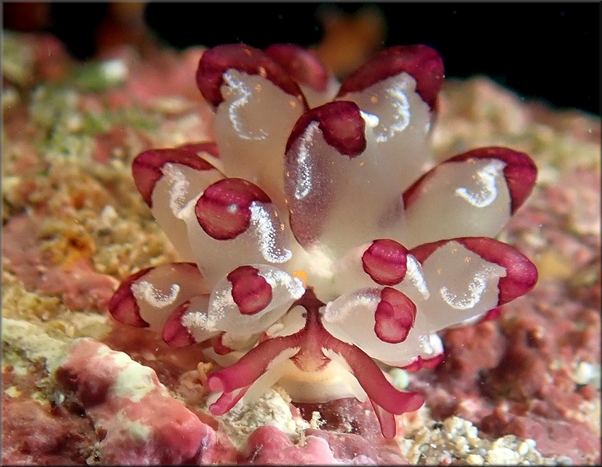 Cyerce cristallina (Trinchese, 1881) Harlequin Glass-slug