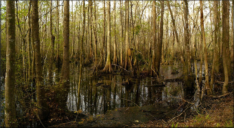 Crosby Sanctuary, Clay Co., Florida