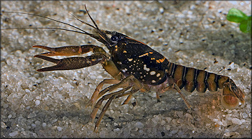 Black Creek Crayfish [Procambarus pictus]h