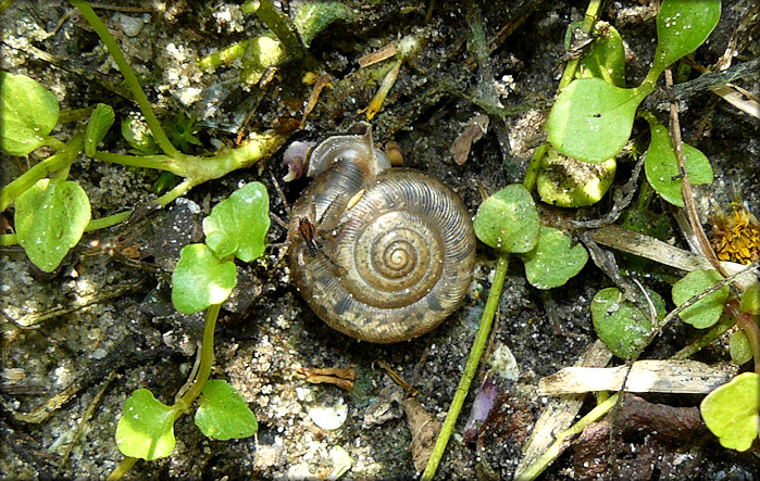 Live Daedalochila auriculata (Say, 1818) Ocala Liptooth In Situ