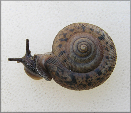 Live Daedalochila auriculata (Say, 1818) From The Outback Crab Shack